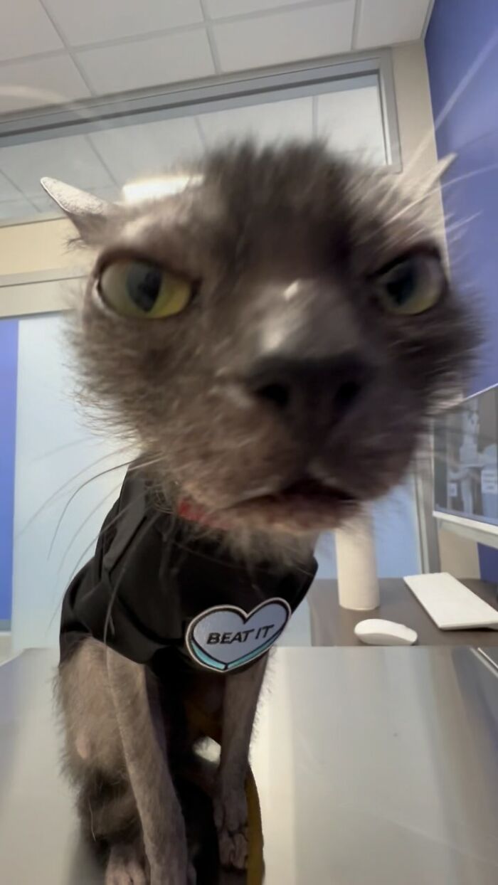 This Vet Clinic Shared 45 Photos Of Cats Having The Funniest Reactions During Appointments This Vet Clinic Shared 45 Photos Of Cats Having The Funniest Reactions During Appointments
