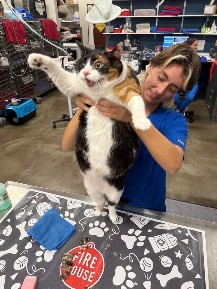 This Vet Clinic Shared 45 Photos Of Cats Having The Funniest Reactions During Appointments This Vet Clinic Shared 45 Photos Of Cats Having The Funniest Reactions During Appointments