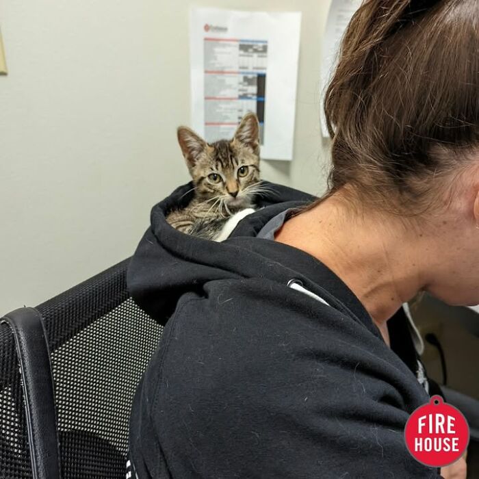 This Vet Clinic Shared 45 Photos Of Cats Having The Funniest Reactions During Appointments This Vet Clinic Shared 45 Photos Of Cats Having The Funniest Reactions During Appointments