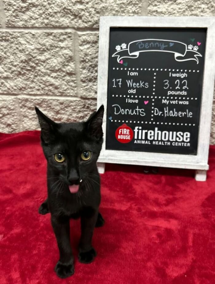 This Vet Clinic Shared 45 Photos Of Cats Having The Funniest Reactions During Appointments This Vet Clinic Shared 45 Photos Of Cats Having The Funniest Reactions During Appointments