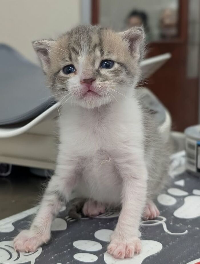 This Vet Clinic Shared 45 Photos Of Cats Having The Funniest Reactions During Appointments This Vet Clinic Shared 45 Photos Of Cats Having The Funniest Reactions During Appointments