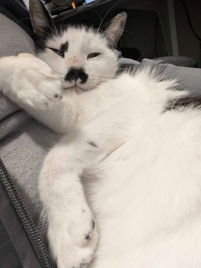 This Vet Clinic Shared 45 Photos Of Cats Having The Funniest Reactions During Appointments This Vet Clinic Shared 45 Photos Of Cats Having The Funniest Reactions During Appointments