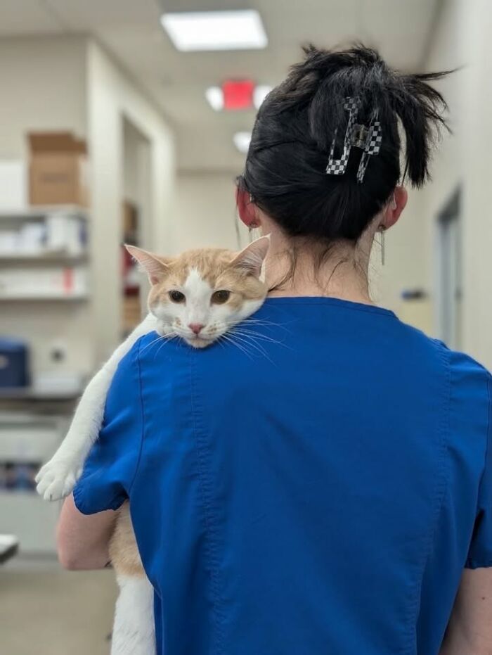 This Vet Clinic Shared 45 Photos Of Cats Having The Funniest Reactions During Appointments This Vet Clinic Shared 45 Photos Of Cats Having The Funniest Reactions During Appointments