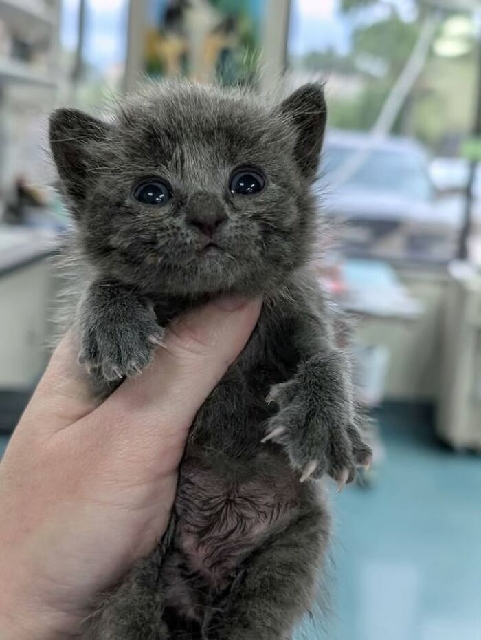 This Vet Clinic Shared 45 Photos Of Cats Having The Funniest Reactions During Appointments This Vet Clinic Shared 45 Photos Of Cats Having The Funniest Reactions During Appointments