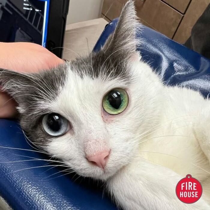This Vet Clinic Shared 45 Photos Of Cats Having The Funniest Reactions During Appointments This Vet Clinic Shared 45 Photos Of Cats Having The Funniest Reactions During Appointments