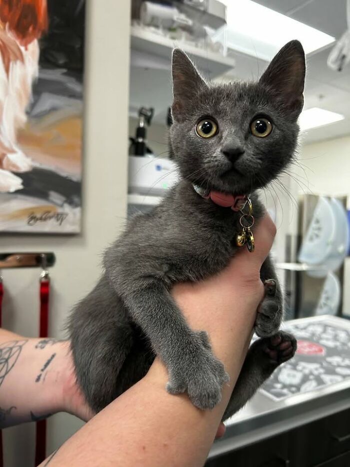 This Vet Clinic Shared 45 Photos Of Cats Having The Funniest Reactions During Appointments This Vet Clinic Shared 45 Photos Of Cats Having The Funniest Reactions During Appointments