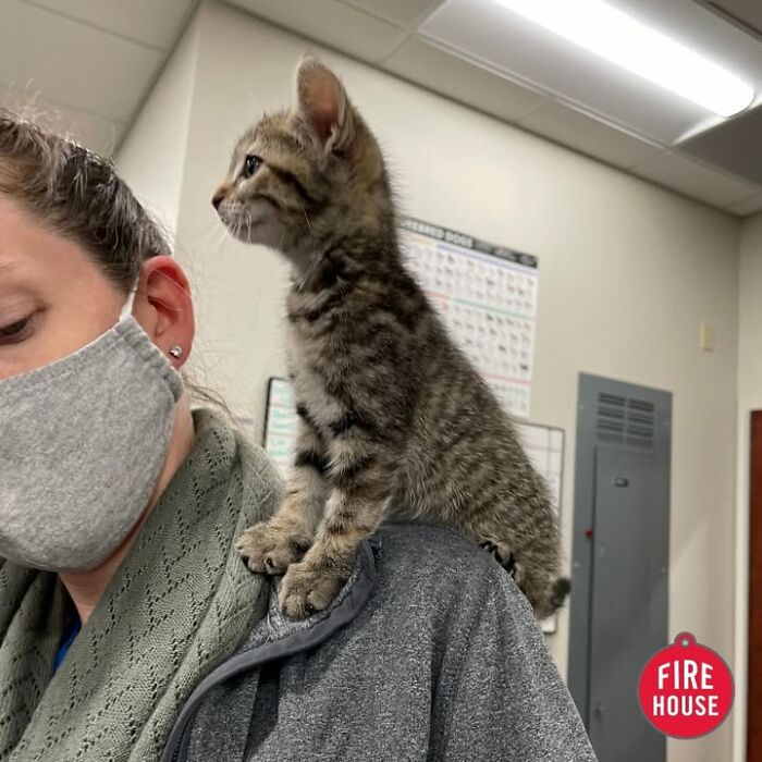 This Vet Clinic Shared 45 Photos Of Cats Having The Funniest Reactions During Appointments This Vet Clinic Shared 45 Photos Of Cats Having The Funniest Reactions During Appointments