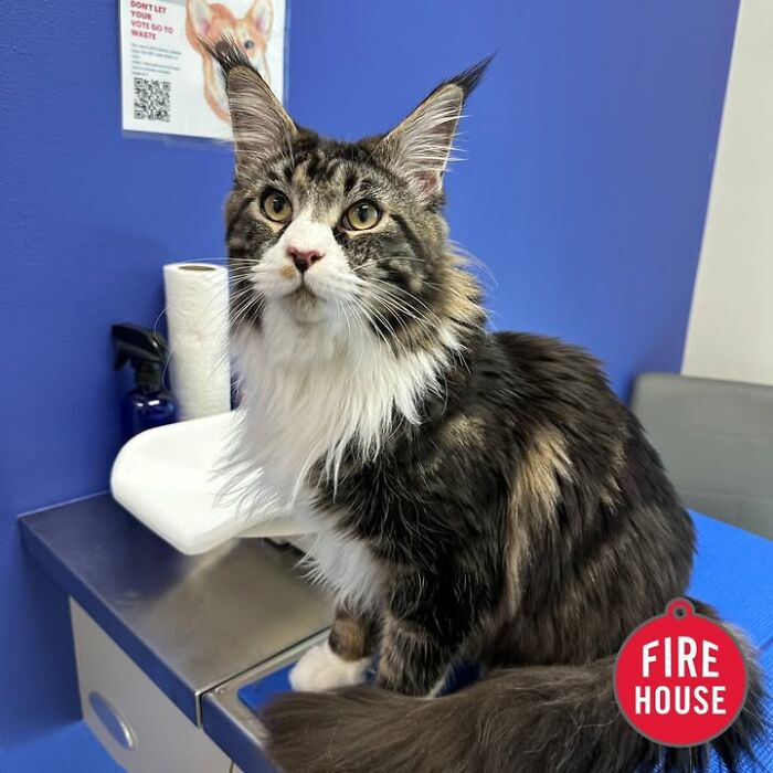 This Vet Clinic Shared 45 Photos Of Cats Having The Funniest Reactions During Appointments This Vet Clinic Shared 45 Photos Of Cats Having The Funniest Reactions During Appointments
