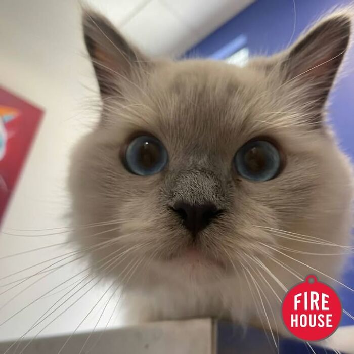 This Vet Clinic Shared 45 Photos Of Cats Having The Funniest Reactions During Appointments This Vet Clinic Shared 45 Photos Of Cats Having The Funniest Reactions During Appointments