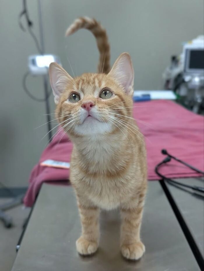 This Vet Clinic Shared 45 Photos Of Cats Having The Funniest Reactions During Appointments This Vet Clinic Shared 45 Photos Of Cats Having The Funniest Reactions During Appointments