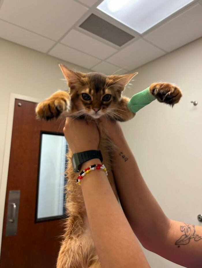 This Vet Clinic Shared 45 Photos Of Cats Having The Funniest Reactions During Appointments This Vet Clinic Shared 45 Photos Of Cats Having The Funniest Reactions During Appointments