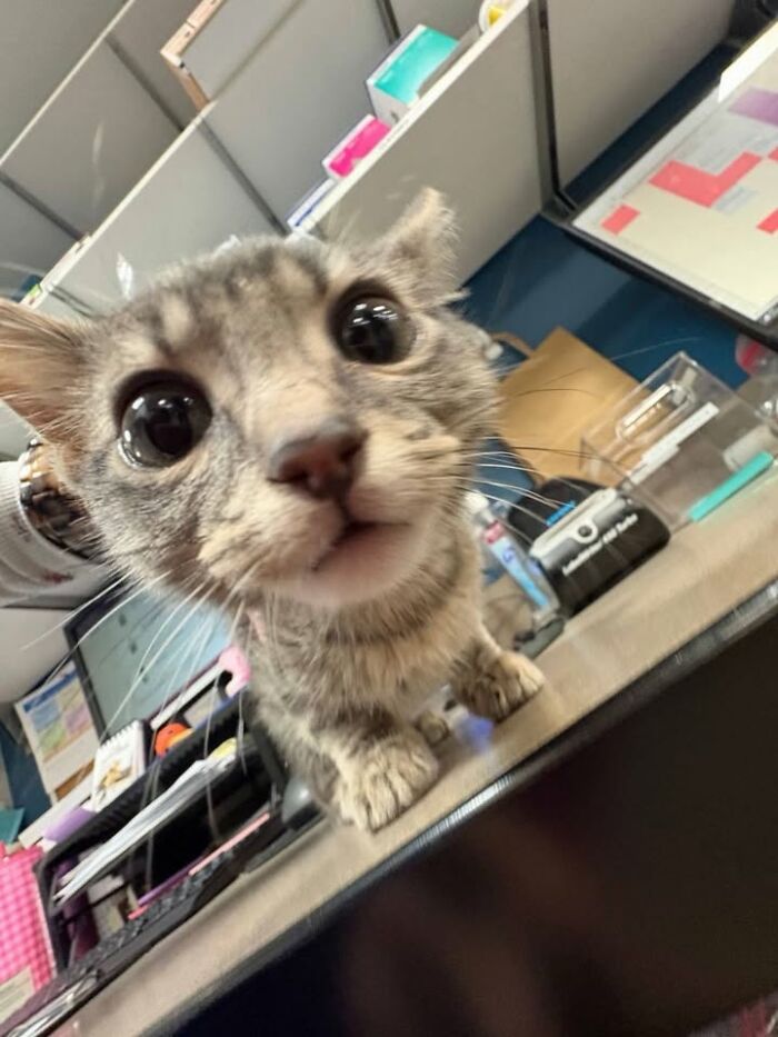 This Vet Clinic Shared 45 Photos Of Cats Having The Funniest Reactions During Appointments This Vet Clinic Shared 45 Photos Of Cats Having The Funniest Reactions During Appointments