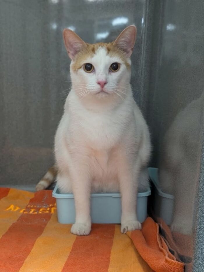 This Vet Clinic Shared 45 Photos Of Cats Having The Funniest Reactions During Appointments This Vet Clinic Shared 45 Photos Of Cats Having The Funniest Reactions During Appointments