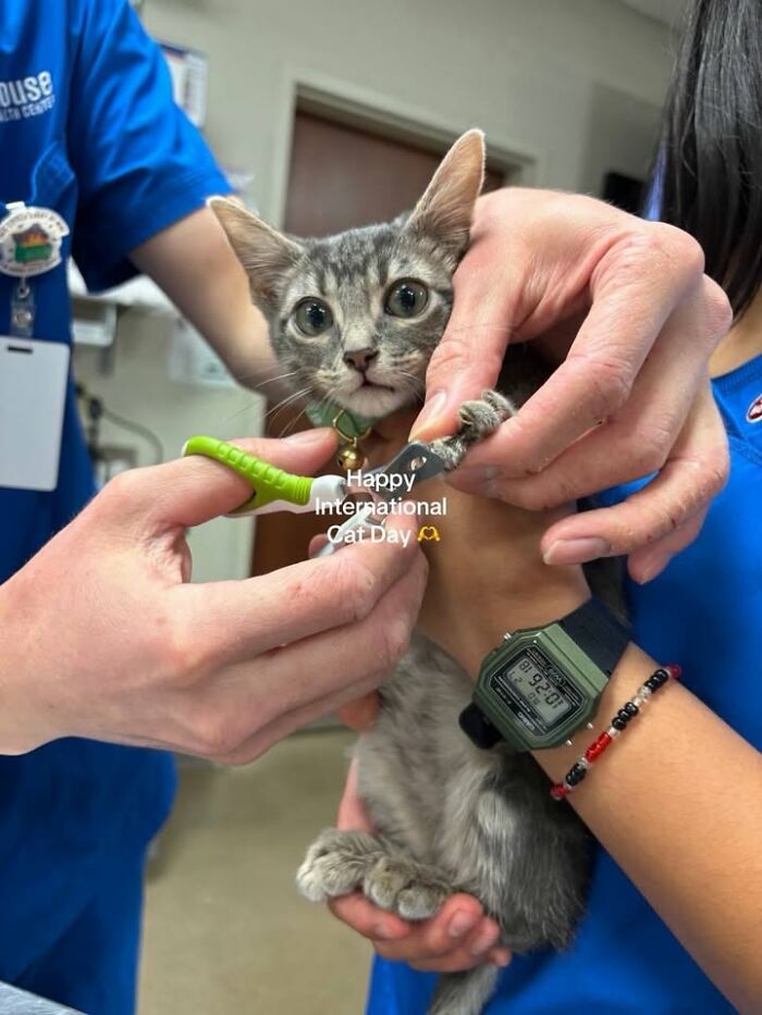 This Vet Clinic Shared 45 Photos Of Cats Having The Funniest Reactions During Appointments This Vet Clinic Shared 45 Photos Of Cats Having The Funniest Reactions During Appointments