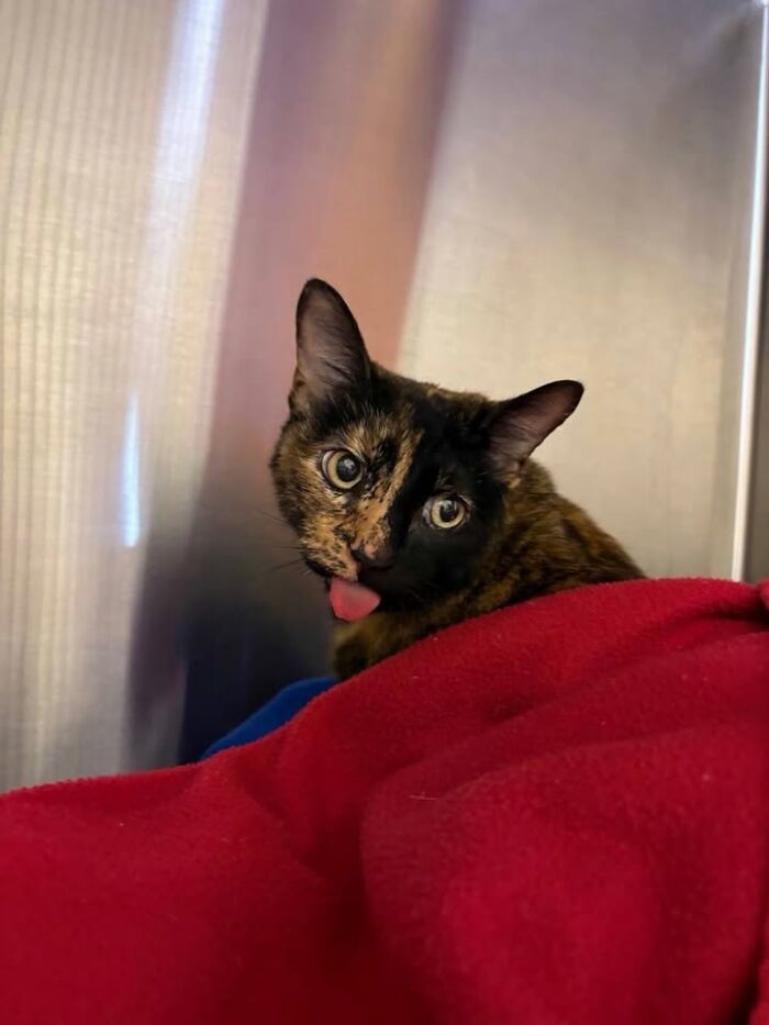 This Vet Clinic Shared 45 Photos Of Cats Having The Funniest Reactions During Appointments This Vet Clinic Shared 45 Photos Of Cats Having The Funniest Reactions During Appointments