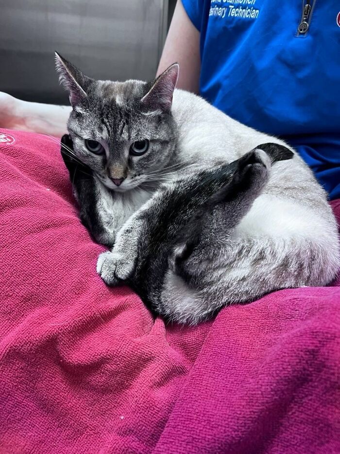This Vet Clinic Shared 45 Photos Of Cats Having The Funniest Reactions During Appointments This Vet Clinic Shared 45 Photos Of Cats Having The Funniest Reactions During Appointments