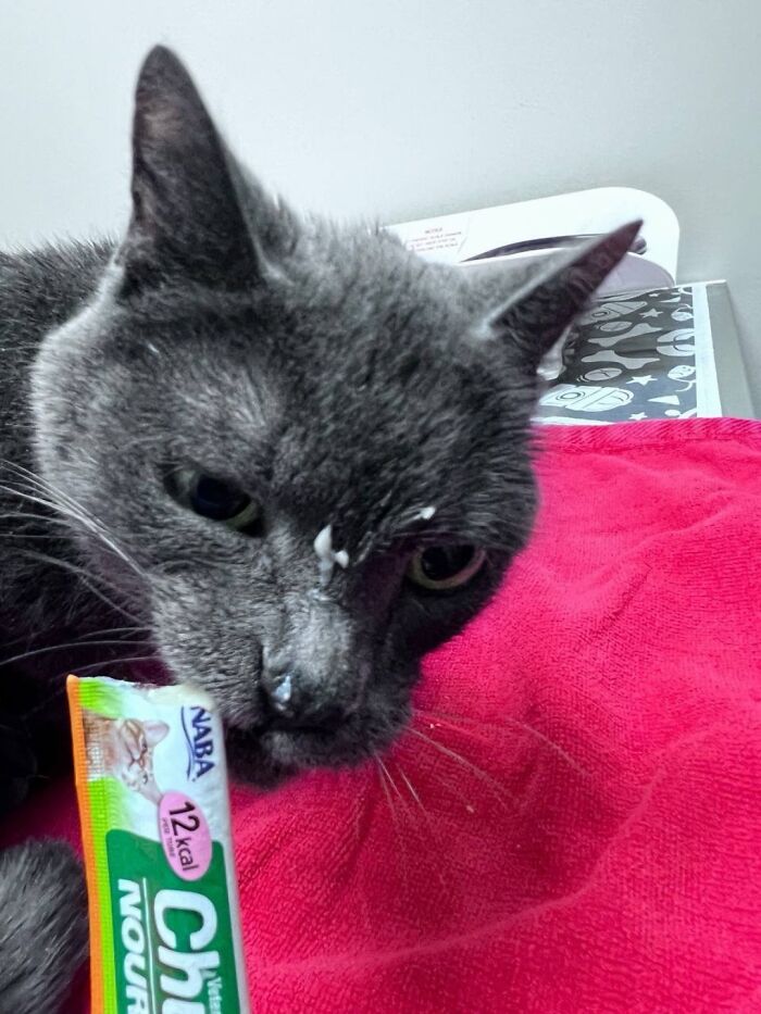 This Vet Clinic Shared 45 Photos Of Cats Having The Funniest Reactions During Appointments This Vet Clinic Shared 45 Photos Of Cats Having The Funniest Reactions During Appointments