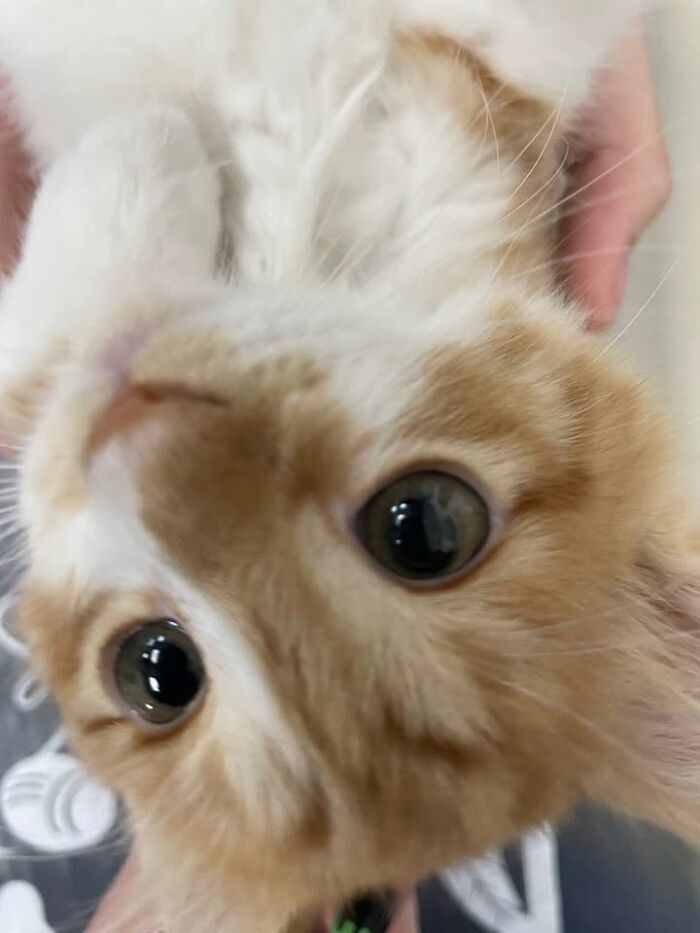 This Vet Clinic Shared 45 Photos Of Cats Having The Funniest Reactions During Appointments This Vet Clinic Shared 45 Photos Of Cats Having The Funniest Reactions During Appointments