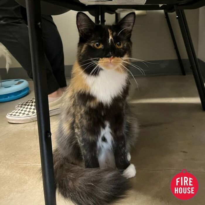 This Vet Clinic Shared 45 Photos Of Cats Having The Funniest Reactions During Appointments This Vet Clinic Shared 45 Photos Of Cats Having The Funniest Reactions During Appointments