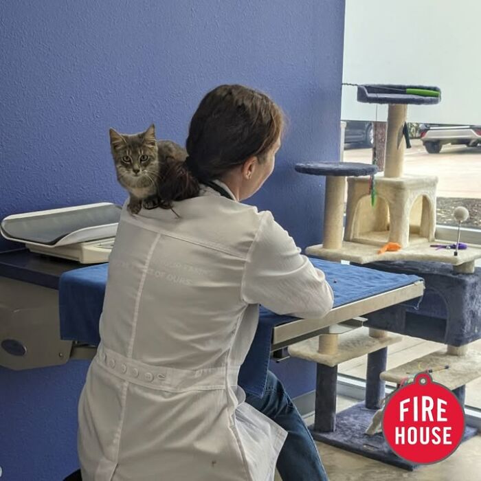 This Vet Clinic Shared 45 Photos Of Cats Having The Funniest Reactions During Appointments This Vet Clinic Shared 45 Photos Of Cats Having The Funniest Reactions During Appointments