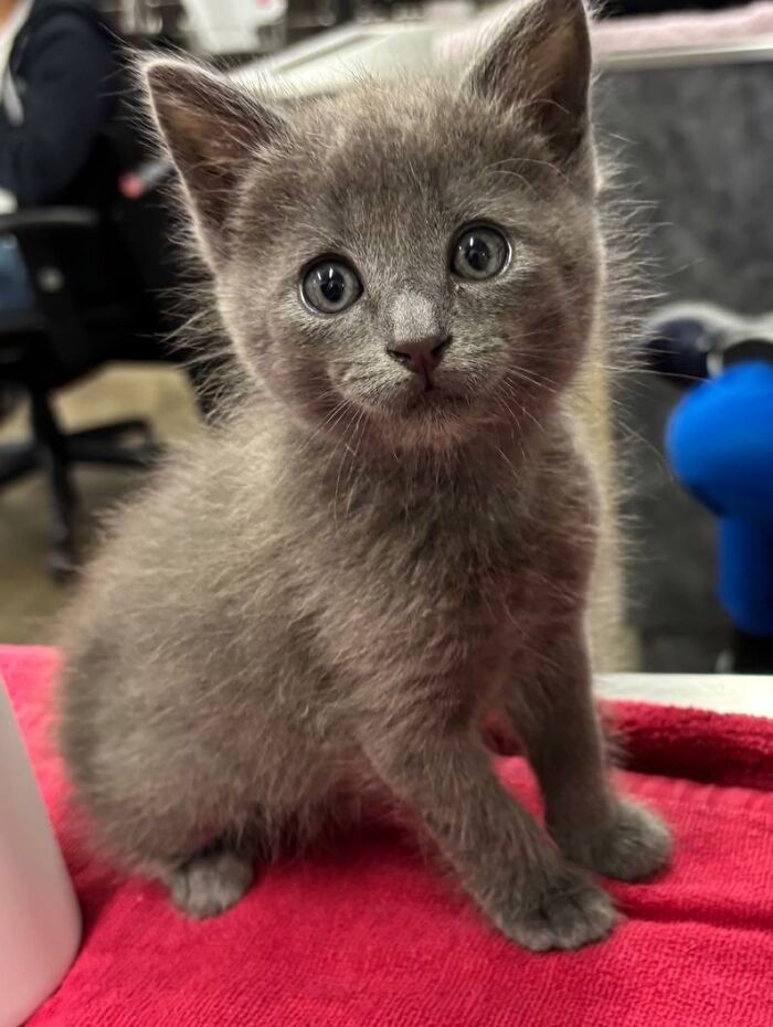 This Vet Clinic Shared 45 Photos Of Cats Having The Funniest Reactions During Appointments This Vet Clinic Shared 45 Photos Of Cats Having The Funniest Reactions During Appointments