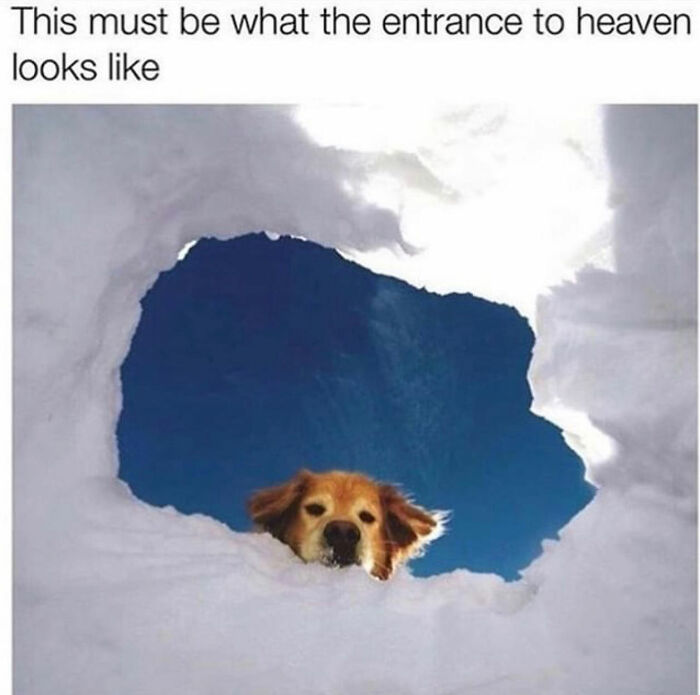 This Page Shared 76 Dog Memes Which Capture All The Cuteness And Chaos Of Having A Dog This Page Shared 76 Dog Memes Which Capture All The Cuteness And Chaos Of Having A Dog