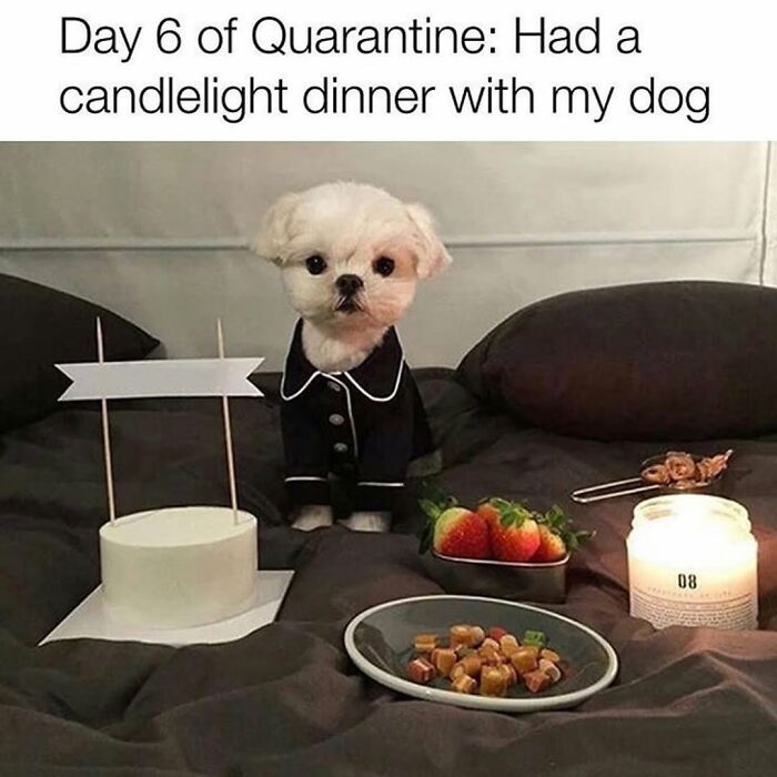 This Page Shared 76 Dog Memes Which Capture All The Cuteness And Chaos Of Having A Dog This Page Shared 76 Dog Memes Which Capture All The Cuteness And Chaos Of Having A Dog