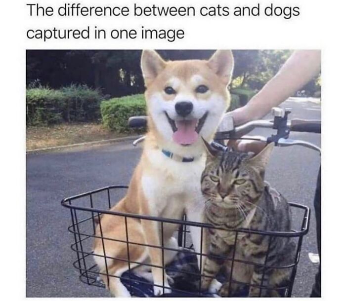 This Page Shared 76 Dog Memes Which Capture All The Cuteness And Chaos Of Having A Dog This Page Shared 76 Dog Memes Which Capture All The Cuteness And Chaos Of Having A Dog