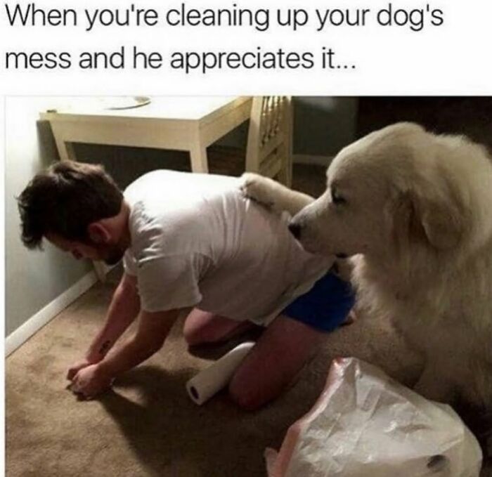 This Page Shared 76 Dog Memes Which Capture All The Cuteness And Chaos Of Having A Dog This Page Shared 76 Dog Memes Which Capture All The Cuteness And Chaos Of Having A Dog