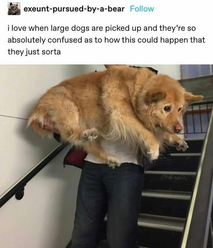 This Page Shared 76 Dog Memes Which Capture All The Cuteness And Chaos Of Having A Dog This Page Shared 76 Dog Memes Which Capture All The Cuteness And Chaos Of Having A Dog