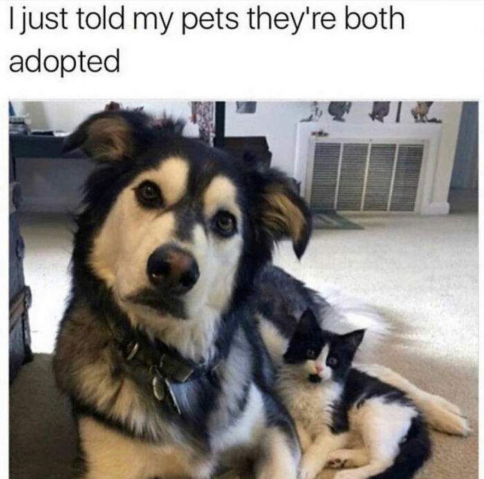 This Page Shared 76 Dog Memes Which Capture All The Cuteness And Chaos Of Having A Dog This Page Shared 76 Dog Memes Which Capture All The Cuteness And Chaos Of Having A Dog