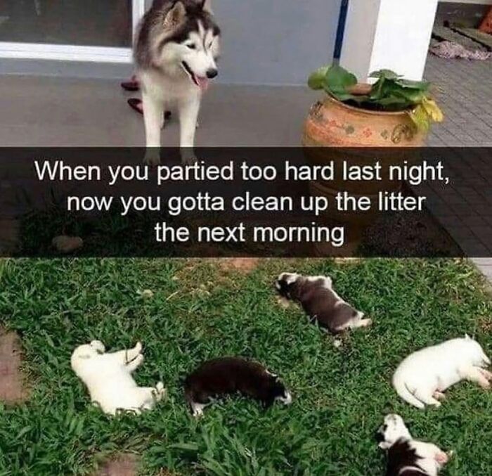 This Page Shared 76 Dog Memes Which Capture All The Cuteness And Chaos Of Having A Dog This Page Shared 76 Dog Memes Which Capture All The Cuteness And Chaos Of Having A Dog