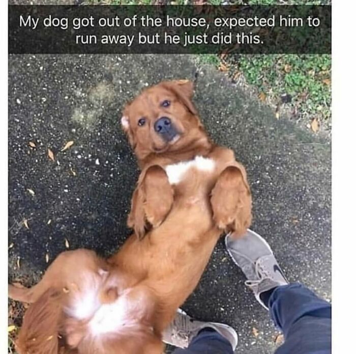 This Page Shared 76 Dog Memes Which Capture All The Cuteness And Chaos Of Having A Dog This Page Shared 76 Dog Memes Which Capture All The Cuteness And Chaos Of Having A Dog
