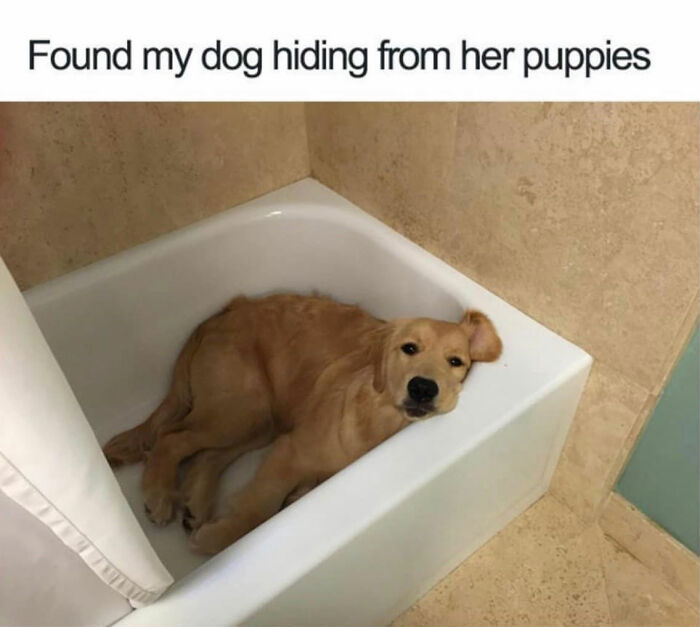This Page Shared 76 Dog Memes Which Capture All The Cuteness And Chaos Of Having A Dog This Page Shared 76 Dog Memes Which Capture All The Cuteness And Chaos Of Having A Dog