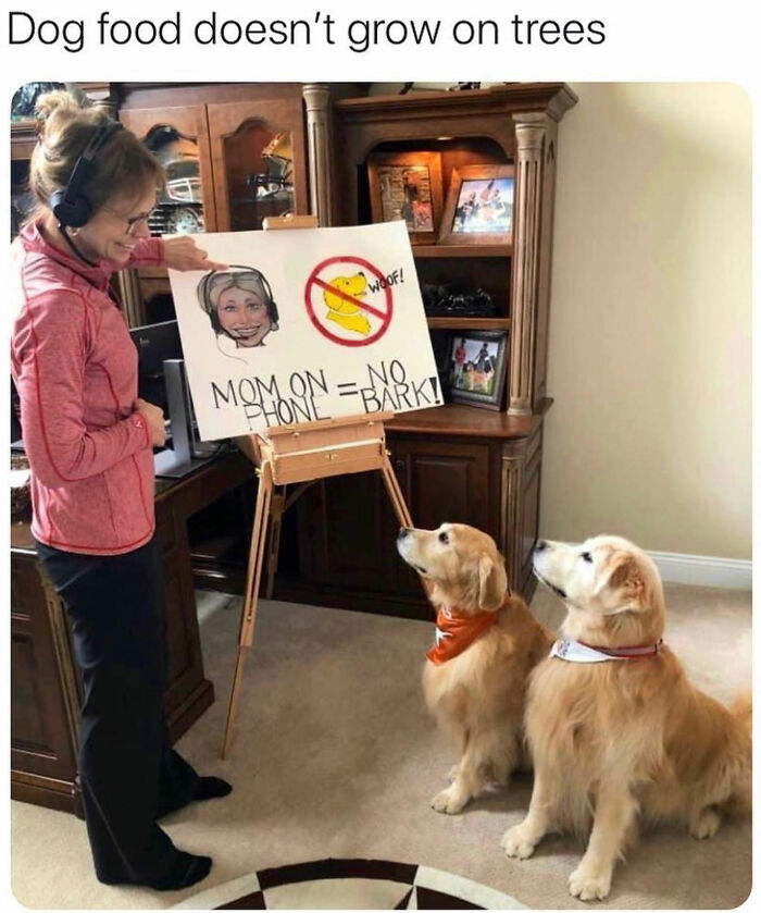 This Page Shared 76 Dog Memes Which Capture All The Cuteness And Chaos Of Having A Dog This Page Shared 76 Dog Memes Which Capture All The Cuteness And Chaos Of Having A Dog
