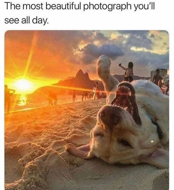 This Page Shared 76 Dog Memes Which Capture All The Cuteness And Chaos Of Having A Dog This Page Shared 76 Dog Memes Which Capture All The Cuteness And Chaos Of Having A Dog