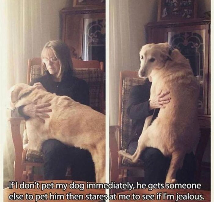 This Page Shared 76 Dog Memes Which Capture All The Cuteness And Chaos Of Having A Dog This Page Shared 76 Dog Memes Which Capture All The Cuteness And Chaos Of Having A Dog