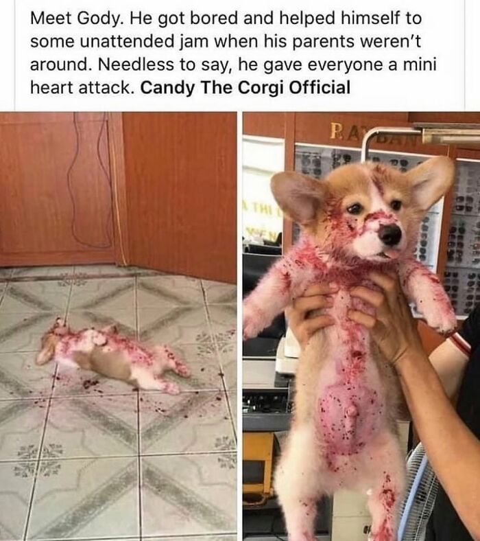 This Page Shared 76 Dog Memes Which Capture All The Cuteness And Chaos Of Having A Dog This Page Shared 76 Dog Memes Which Capture All The Cuteness And Chaos Of Having A Dog