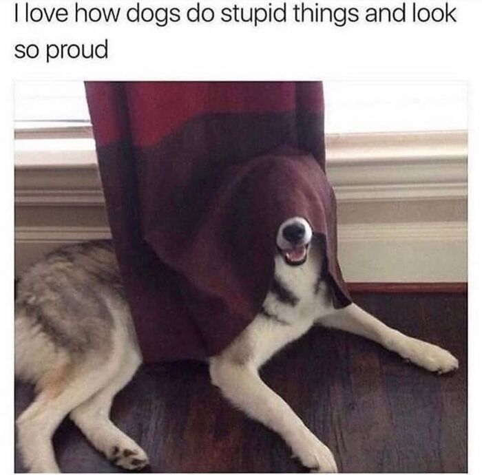 This Page Shared 76 Dog Memes Which Capture All The Cuteness And Chaos Of Having A Dog This Page Shared 76 Dog Memes Which Capture All The Cuteness And Chaos Of Having A Dog