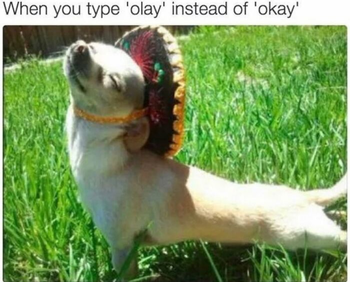 This Page Shared 76 Dog Memes Which Capture All The Cuteness And Chaos Of Having A Dog This Page Shared 76 Dog Memes Which Capture All The Cuteness And Chaos Of Having A Dog