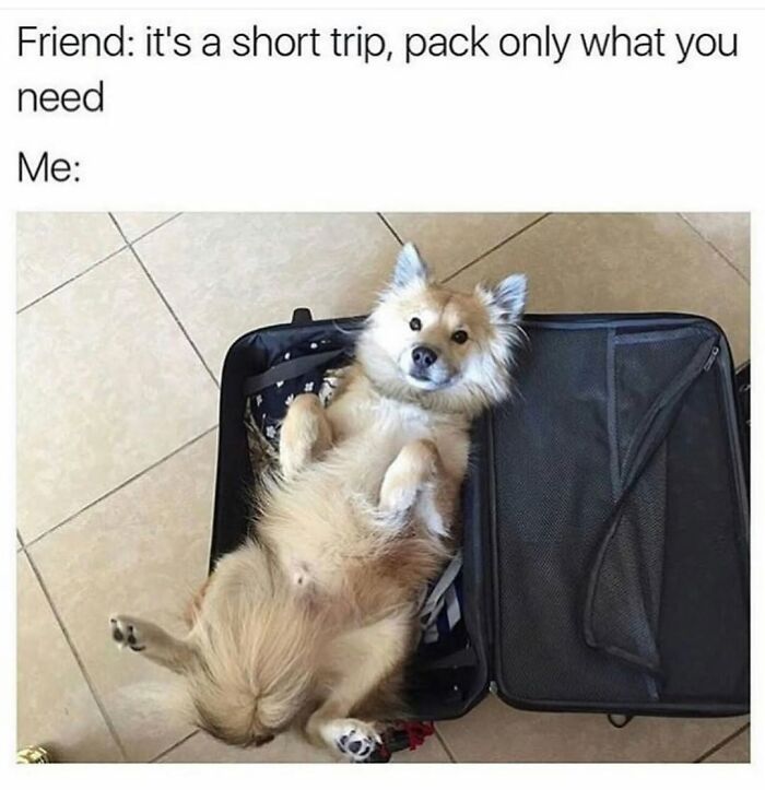 This Page Shared 76 Dog Memes Which Capture All The Cuteness And Chaos Of Having A Dog This Page Shared 76 Dog Memes Which Capture All The Cuteness And Chaos Of Having A Dog