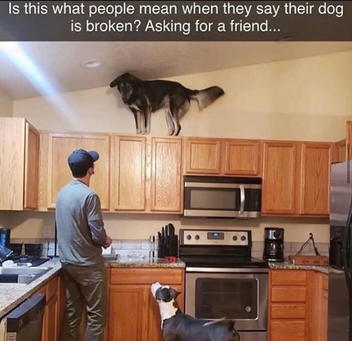 This Page Shared 76 Dog Memes Which Capture All The Cuteness And Chaos Of Having A Dog This Page Shared 76 Dog Memes Which Capture All The Cuteness And Chaos Of Having A Dog