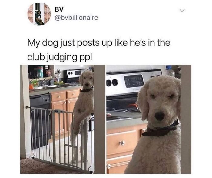 This Page Shared 76 Dog Memes Which Capture All The Cuteness And Chaos Of Having A Dog This Page Shared 76 Dog Memes Which Capture All The Cuteness And Chaos Of Having A Dog