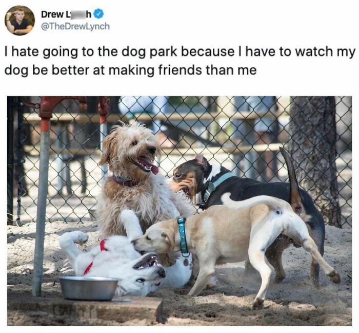 This Page Shared 76 Dog Memes Which Capture All The Cuteness And Chaos Of Having A Dog This Page Shared 76 Dog Memes Which Capture All The Cuteness And Chaos Of Having A Dog