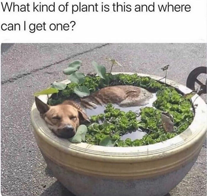 This Page Shared 76 Dog Memes Which Capture All The Cuteness And Chaos Of Having A Dog This Page Shared 76 Dog Memes Which Capture All The Cuteness And Chaos Of Having A Dog