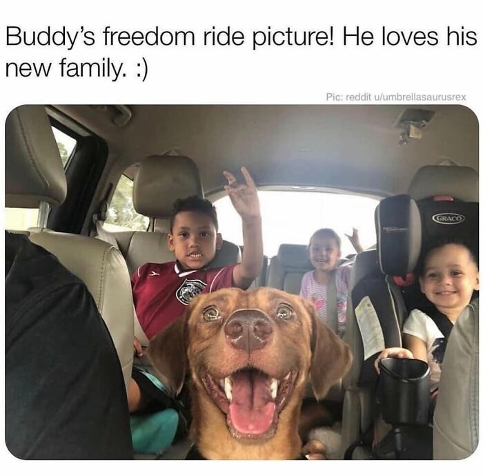 This Page Shared 76 Dog Memes Which Capture All The Cuteness And Chaos Of Having A Dog This Page Shared 76 Dog Memes Which Capture All The Cuteness And Chaos Of Having A Dog