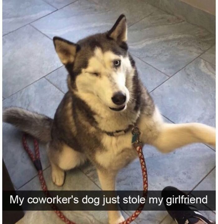 This Page Shared 76 Dog Memes Which Capture All The Cuteness And Chaos Of Having A Dog This Page Shared 76 Dog Memes Which Capture All The Cuteness And Chaos Of Having A Dog