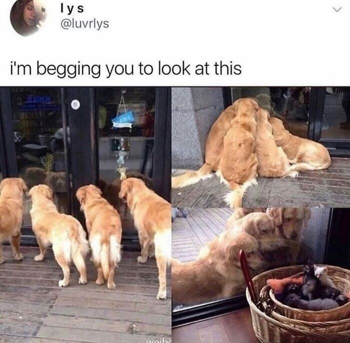 This Page Shared 76 Dog Memes Which Capture All The Cuteness And Chaos Of Having A Dog This Page Shared 76 Dog Memes Which Capture All The Cuteness And Chaos Of Having A Dog