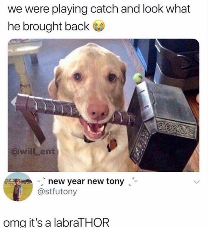 This Page Shared 76 Dog Memes Which Capture All The Cuteness And Chaos Of Having A Dog This Page Shared 76 Dog Memes Which Capture All The Cuteness And Chaos Of Having A Dog