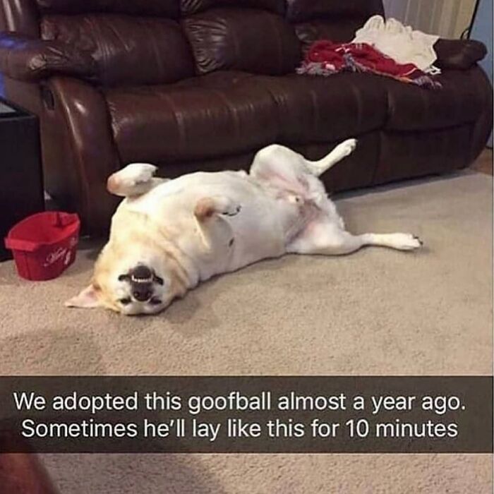 This Page Shared 76 Dog Memes Which Capture All The Cuteness And Chaos Of Having A Dog This Page Shared 76 Dog Memes Which Capture All The Cuteness And Chaos Of Having A Dog